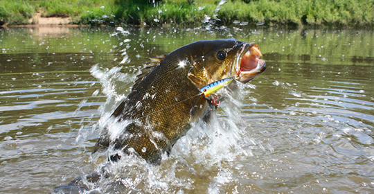 Bass-540x280-(1).jpg Bass-540x280-(1).jpg