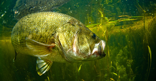 Bass-540x280.jpg Bass-540x280.jpg