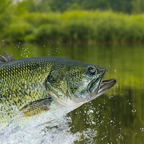 person holding a bass