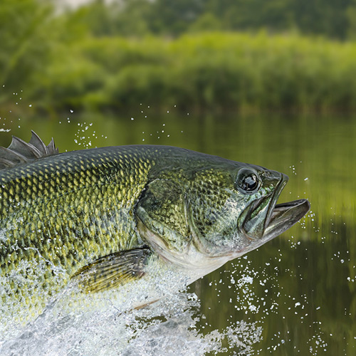 Practical bass fishing tips