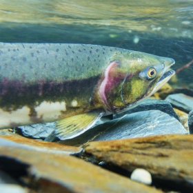 Wisconsin Free Fishing Days
