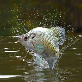 Rhode Island Fishing Regulations