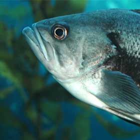 Black Sea Bass