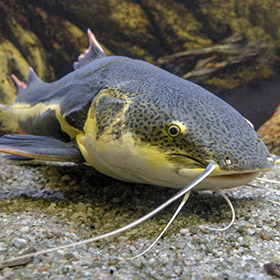 catfish fishing