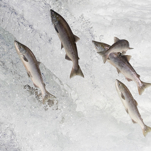 List of Most Common Saltwater Fish 