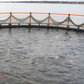 fish hatchery management for conservation