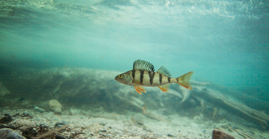 Fish-swimming-540x280.jpg Fish-swimming-540x280.jpg