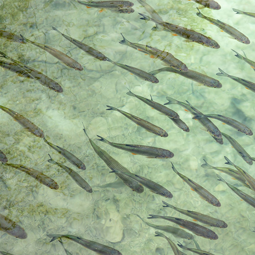 Delaware Fish Facts