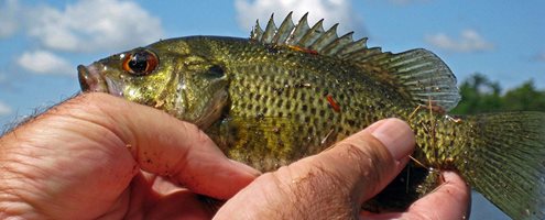 Get a Hawaii Freshwater Fishing License