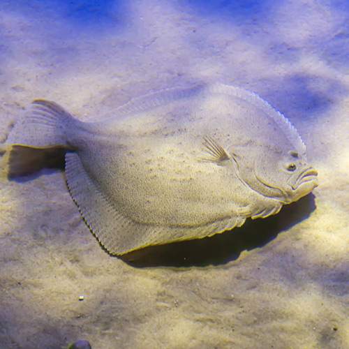 Fluke hanging on a rod with the ocean in the back 