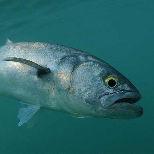 How to Catch Bluefish 