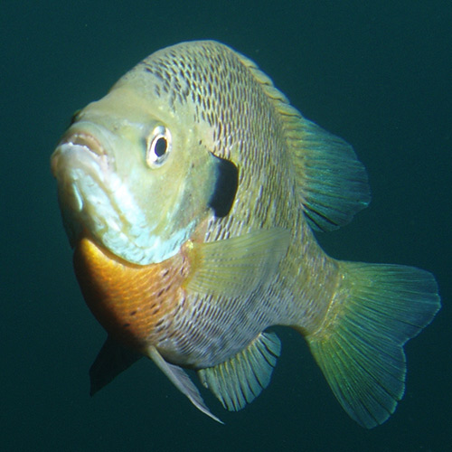 Tips for  how to catch bluegill