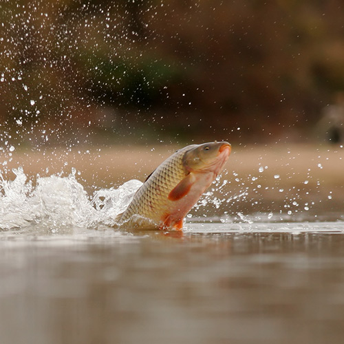 Beginner Tips on How to Catch Carp 
