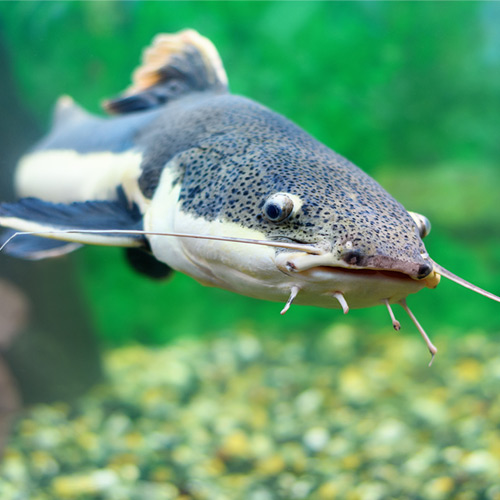 Fishing Tips for How to Catch Catfish 