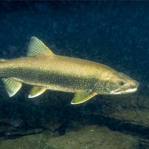 How to catch lake trout for beginners