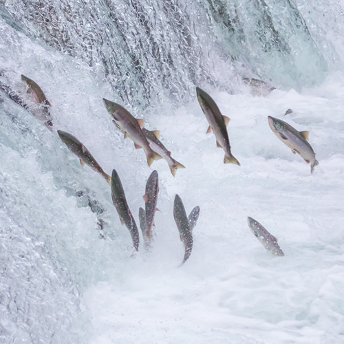 How to Catch Salmon