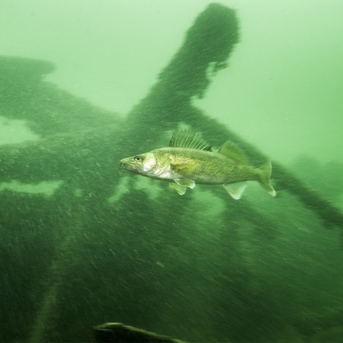 Info on How to Catch Walleye at Night 