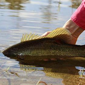 Wyoming Free Fishing Days