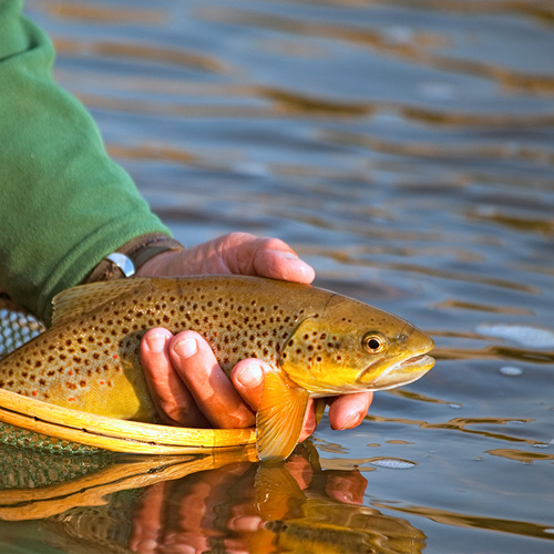 How to Release a Fish