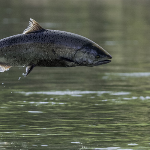 Woman Angler Holding a Salmon