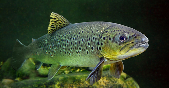 Lake-trout-540x280.jpg Lake-trout-540x280.jpg
