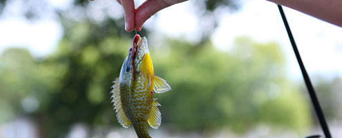 Michigan Fishing