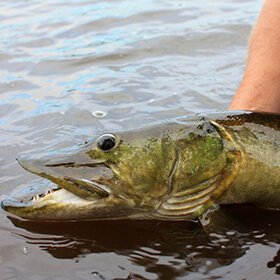 Muskellunge being held