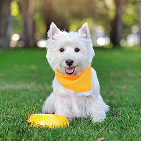 Happy Westie dog smiling