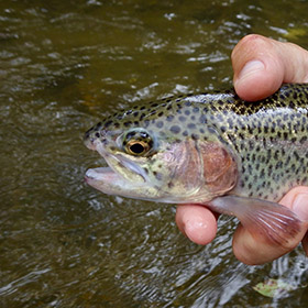 Top Fishing Spots In Wyoming