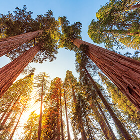 Redwood trees