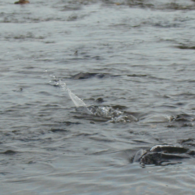 salmon sprawn 