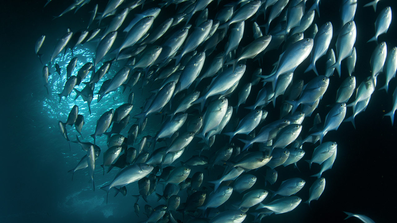 Saltwater Fish Species