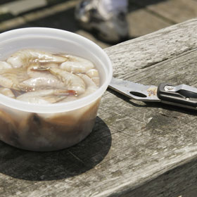 Top Shrimp Lures for Saltwater Fishing