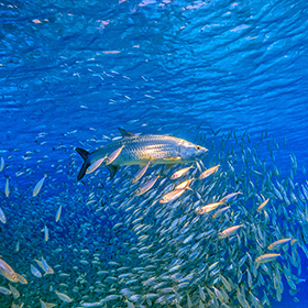 Tarpon fish underwater