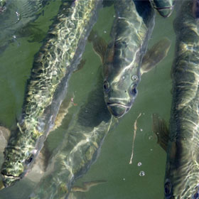Catching Brackish Water Fish Species