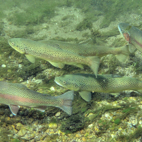 Trout on the Hook
