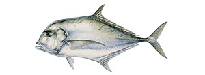 African Pompano