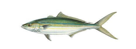 Rainbow Runner