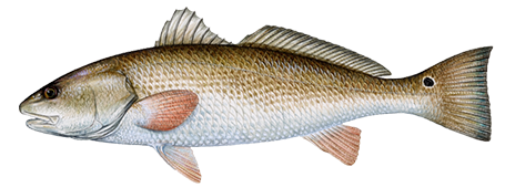 Red Drum
