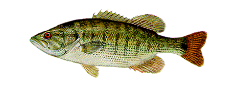Redeye Bass