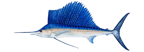 Sailfish